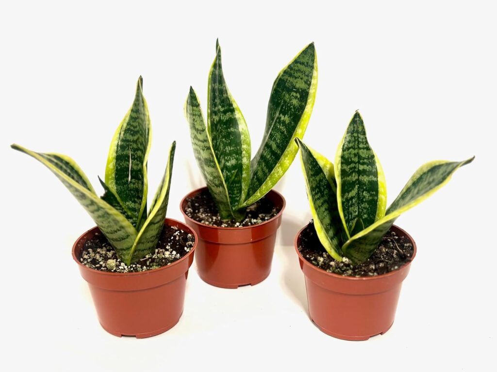 3-Pack Sansevieria Snake Plant Superba- 4 inch Pots. Live Snake Plant, Sansevieria trifasciata Superba, Fully Rooted Indoor House Plant in Pot, Mother in Law Tongue Sansevieria Plant