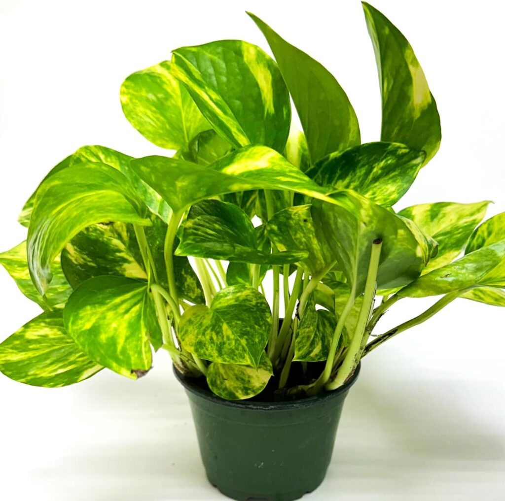 Golden Pothos Plant Live in 4" Pot - Pothos Live Plant - Natural Air Purifier Indoor House Plant - Live Pothos Plant for Home Office Wedding Decor & Birthday Gift