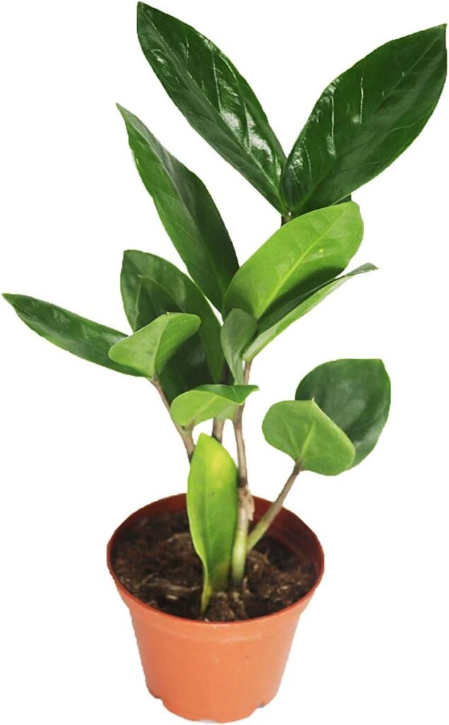 ZZ Plant - 2" from California Tropicals