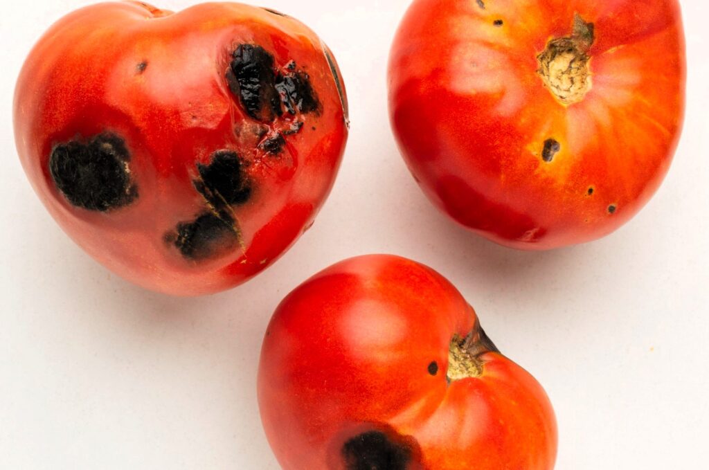 Three imperfect tomatoes on a white surface: one with several dark spots and two with minor blemishes.