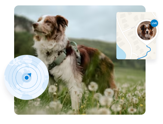 Tractive GPS Pet Tracker - live tracking